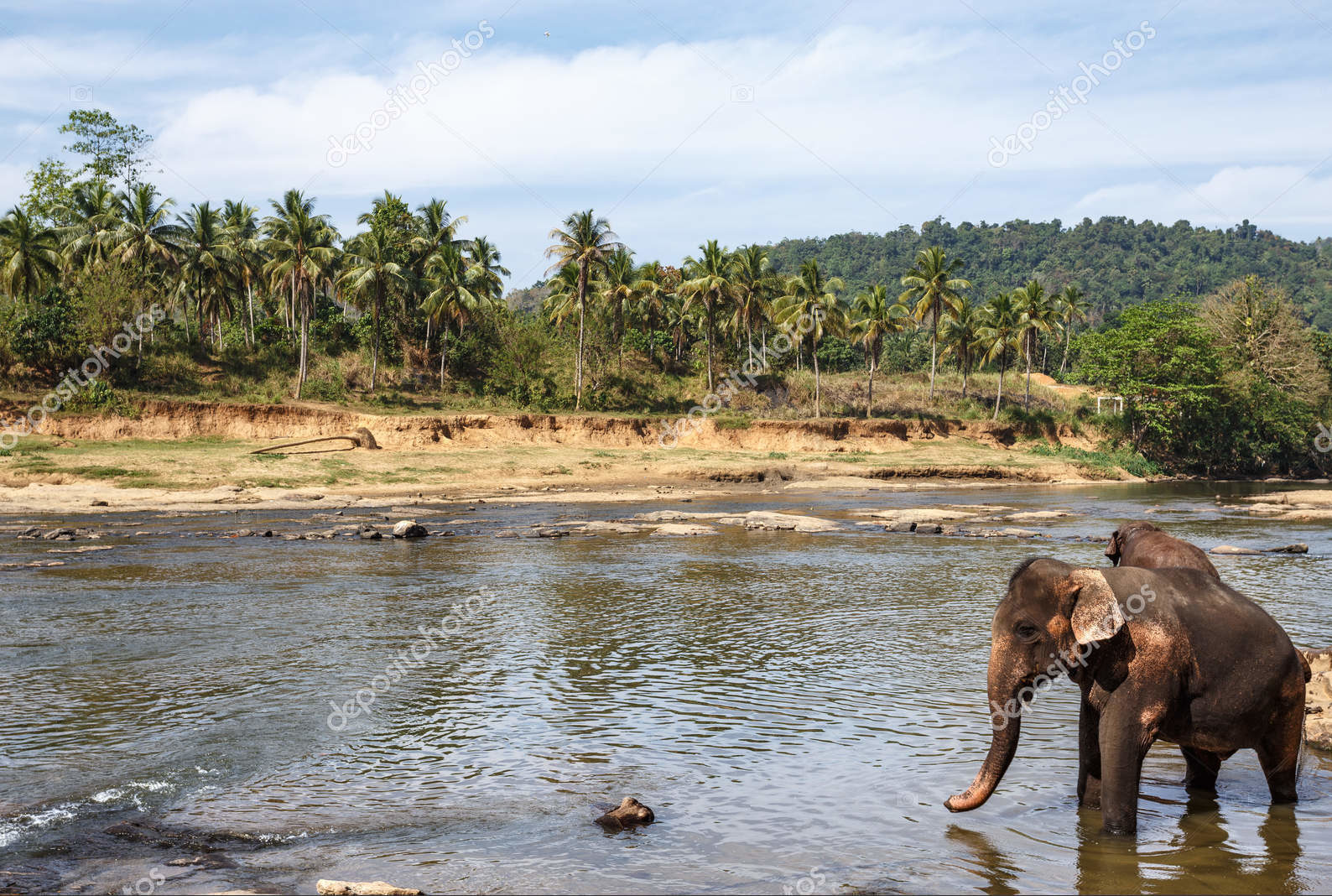 Слоны в Национальном парке