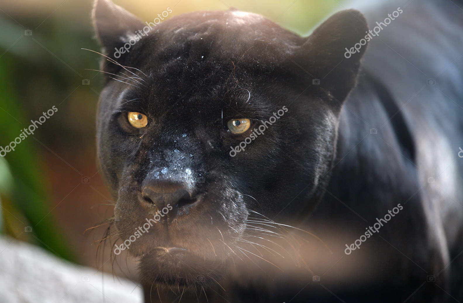 Портрет "Чёрный ягуар"