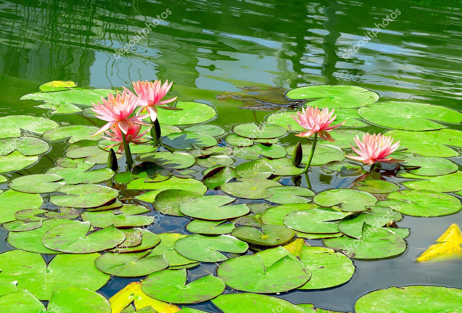 Водяные лилии в озере