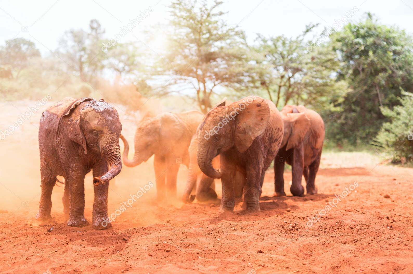 Слоны в сафари-парке
