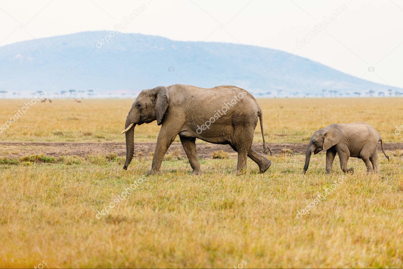 Слоны в сафари-парке, Кения
