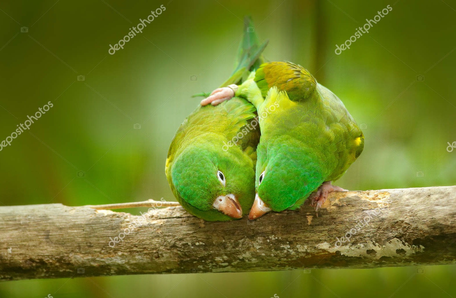 Пара зелёных попугаев