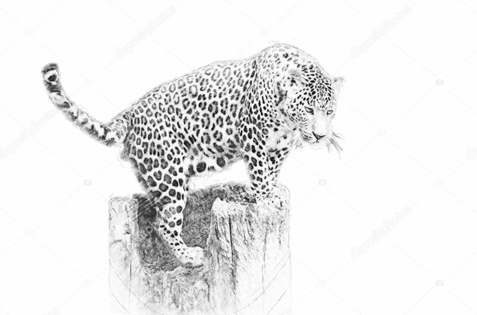Леопард, этюд карандашом