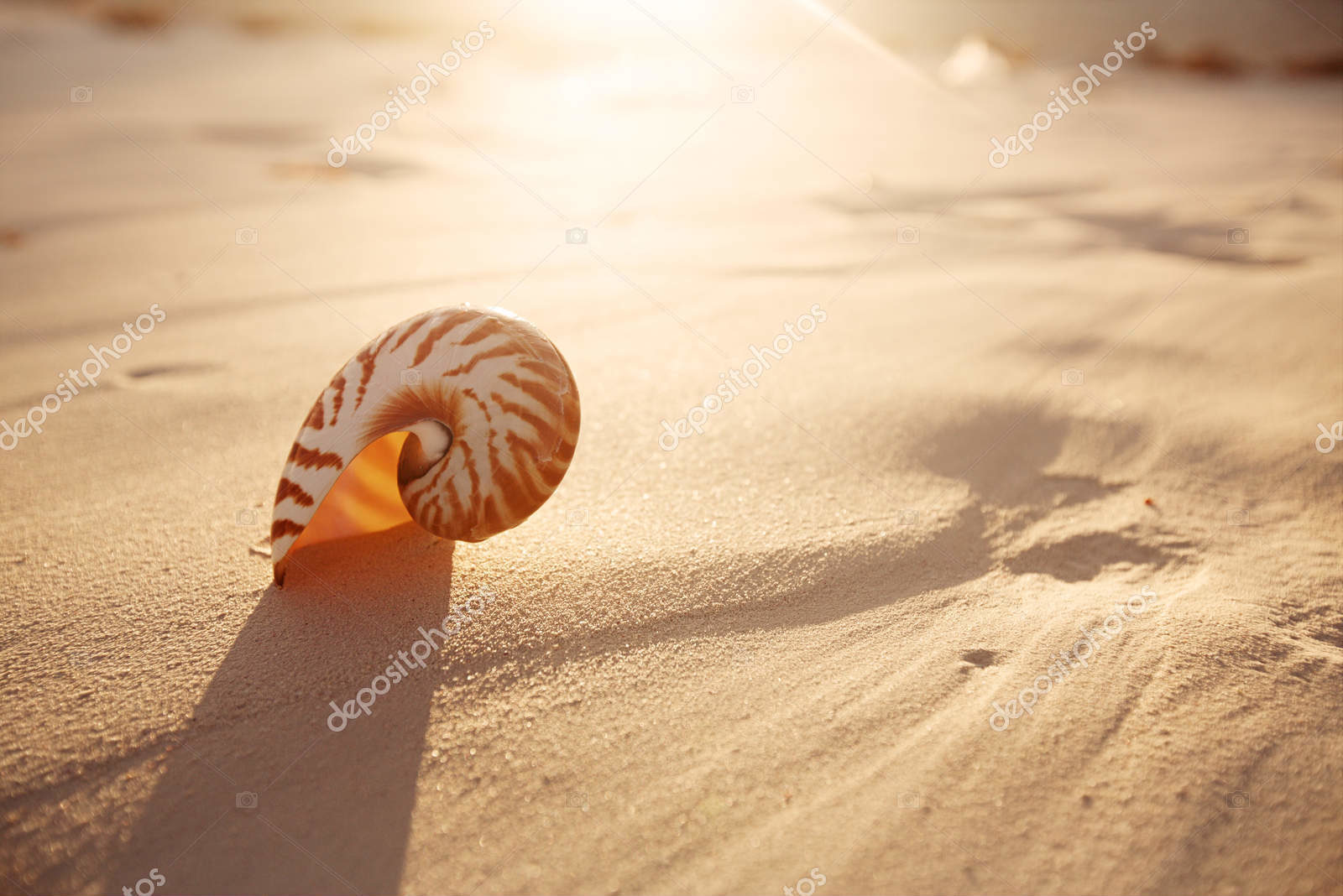 Раковина наутилуса на песчаном пляже
