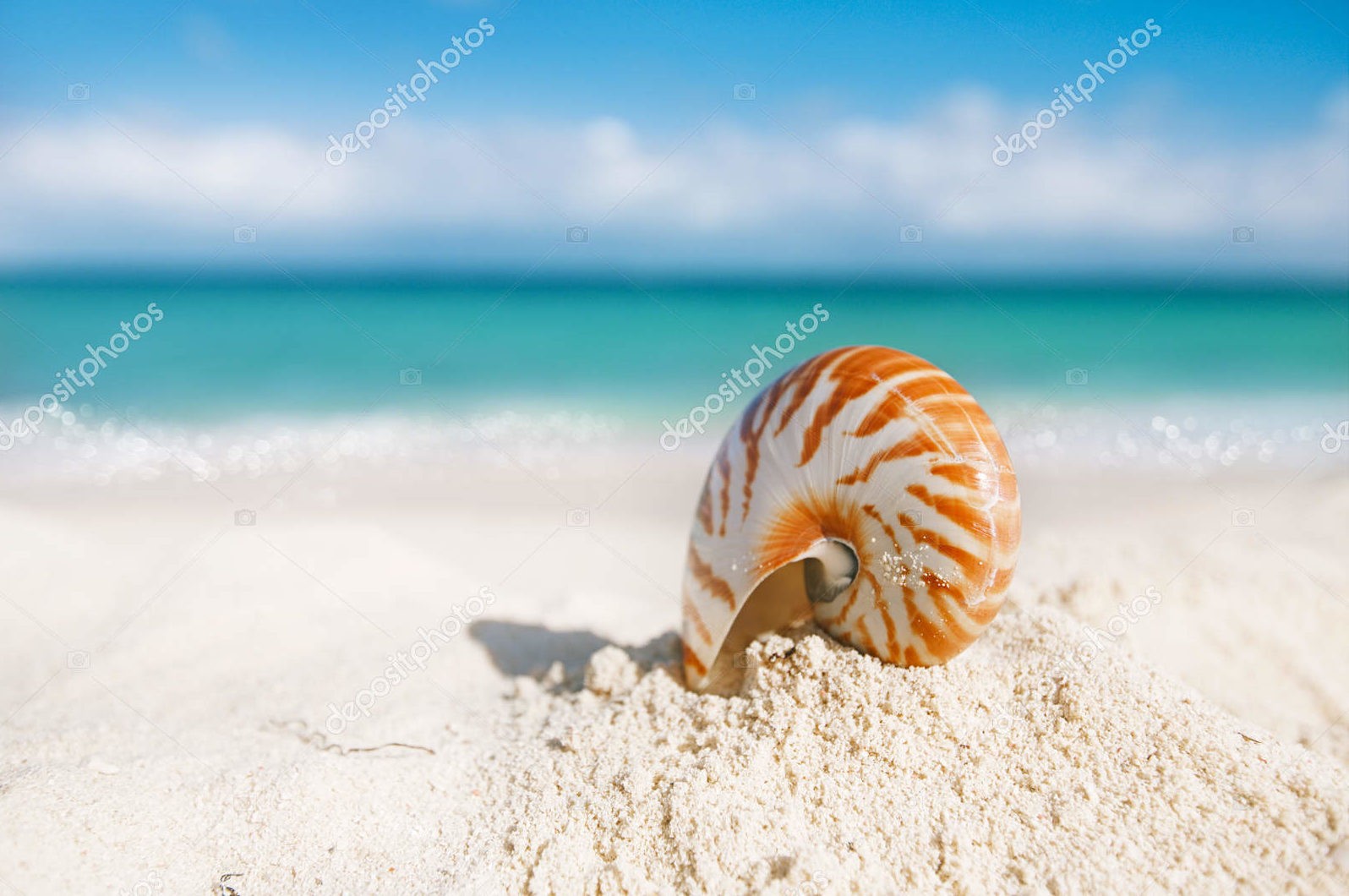 Раковина наутилуса на фоне моря