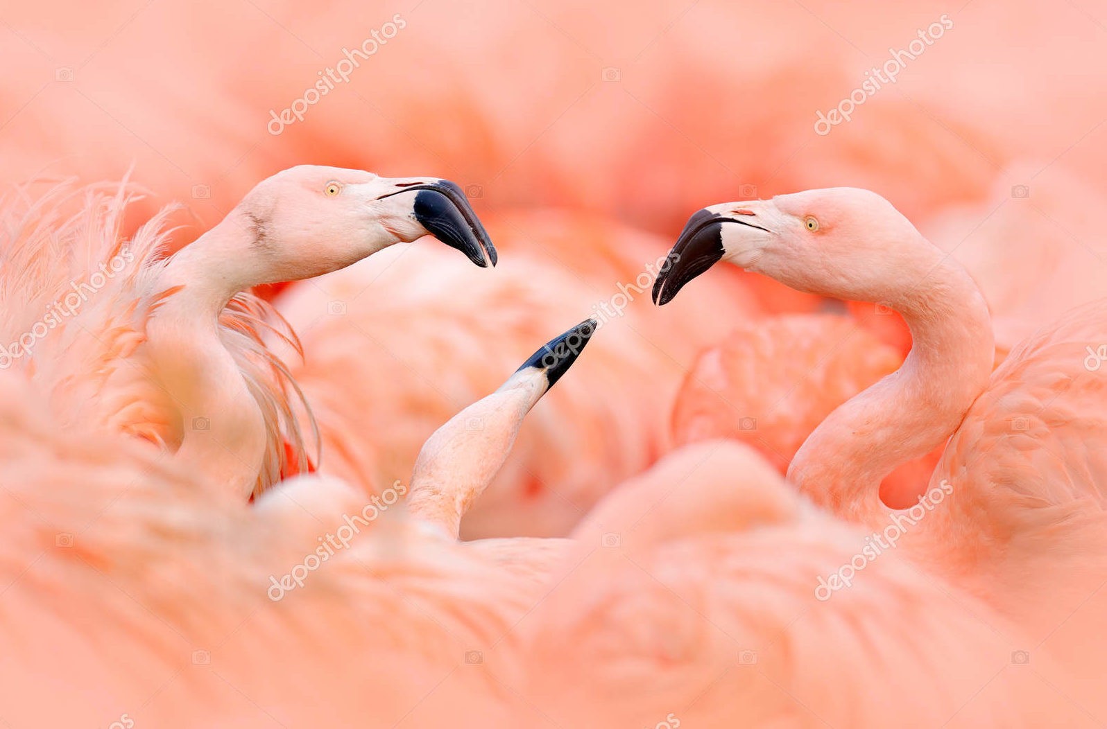 Стая фламинго