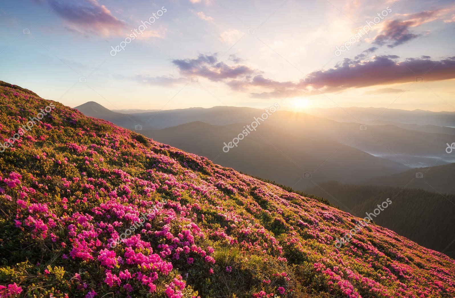 Цветы в горах на закате