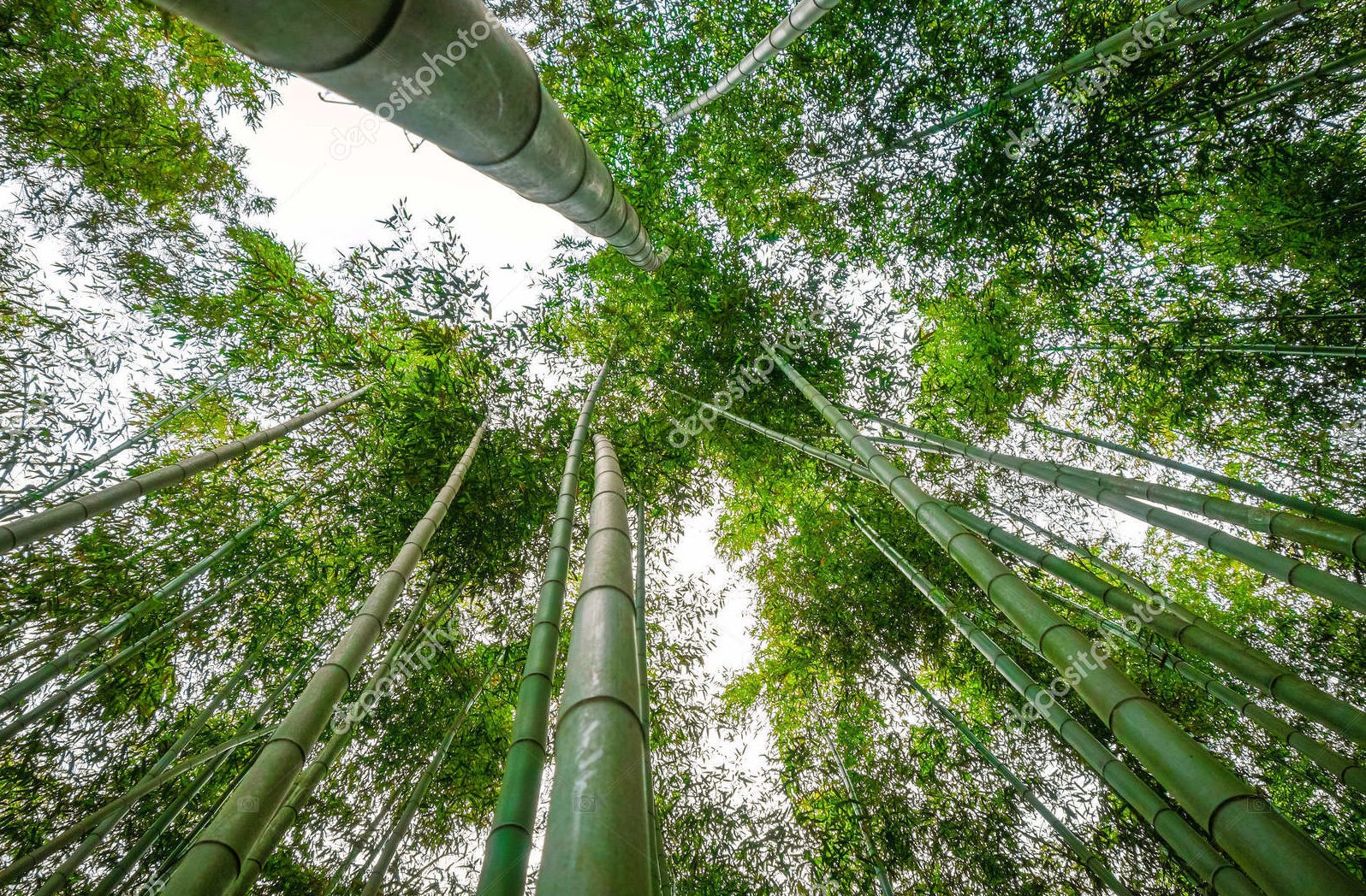 Бамбуковый лес, Киото, Япония