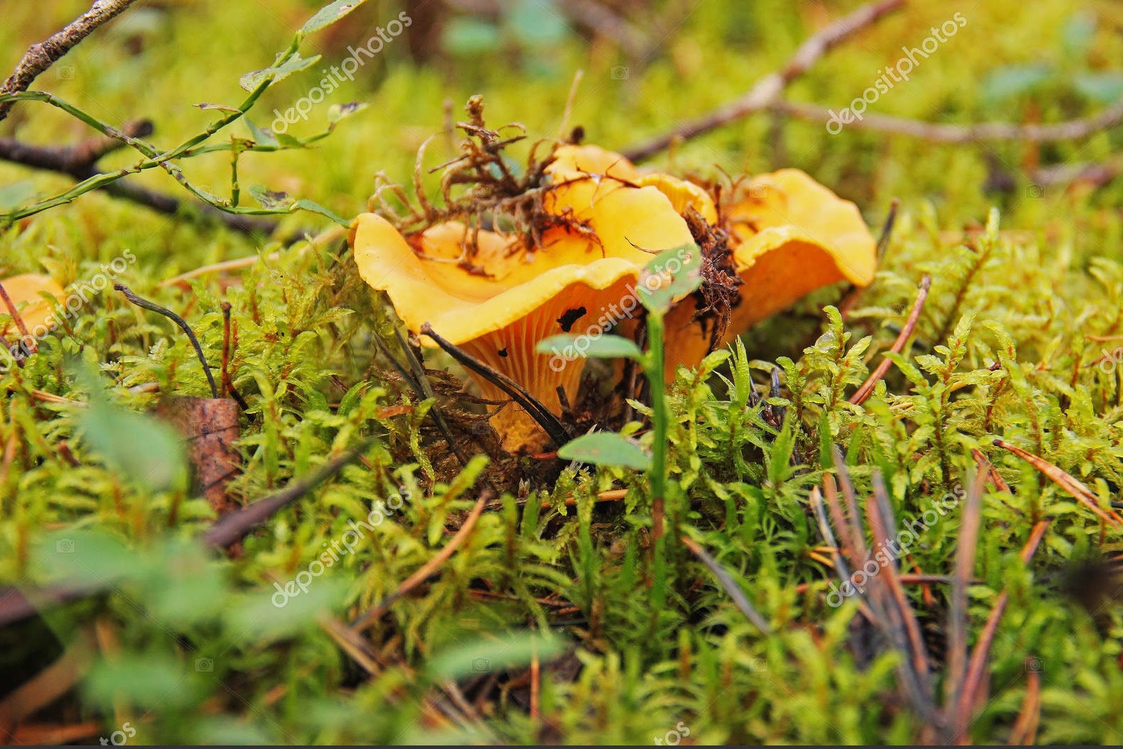 Желтые грибы "лисички" в осеннем лесу