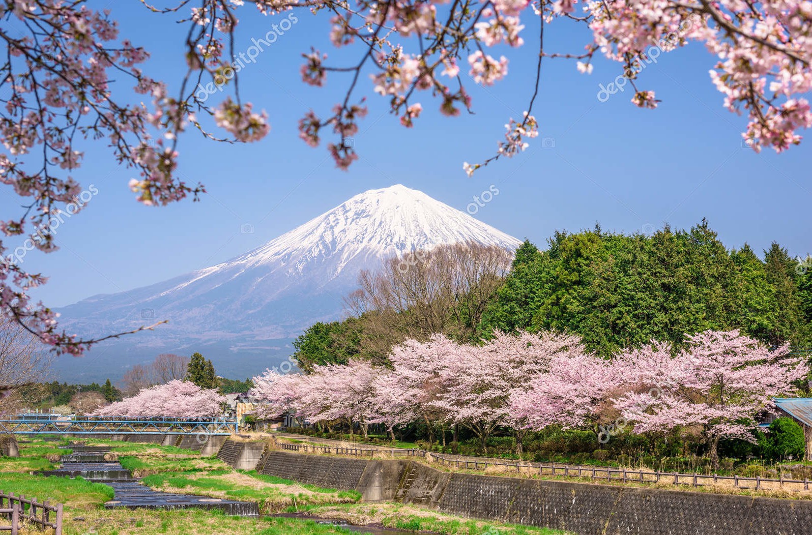 Цветение сакуры у горы Фудзи