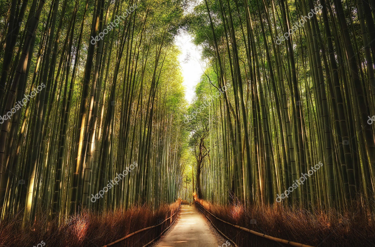 Роща бамбука, Киото
