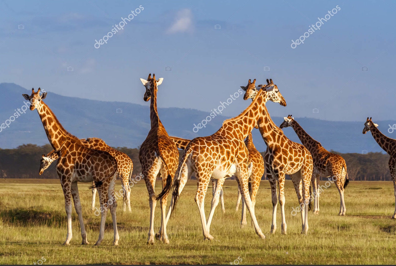 Жирафы Национального парка Кении