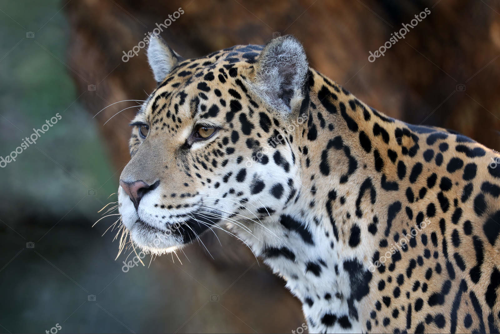 Ягуар в естественной среде обитания