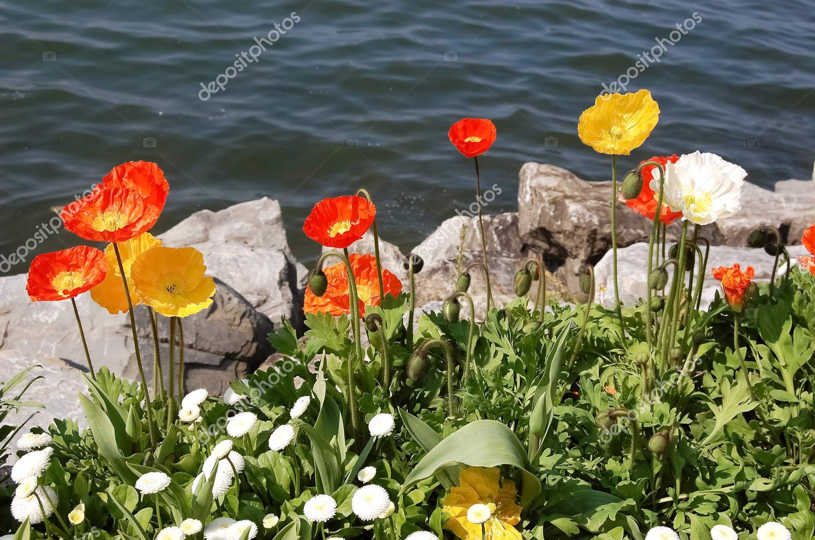 Цветы на берегу озера