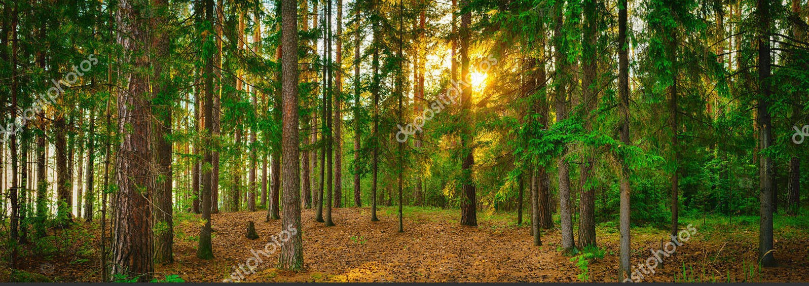 Панорама леса с солнечным светом