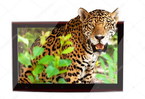 Леопард 3D