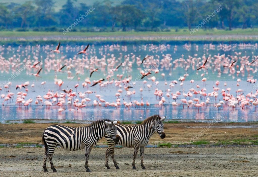 Две зебры и фламинго